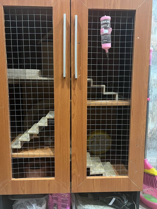 Шиншила домашняя.