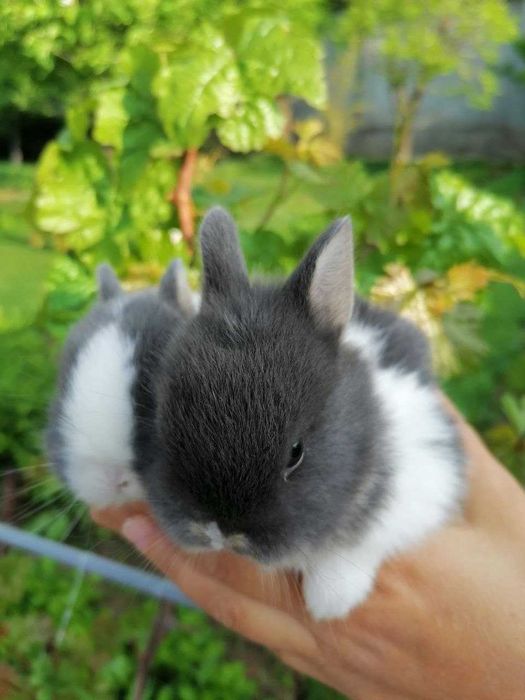 Nederlandskiy karlik quyon bolalari sotiladi
