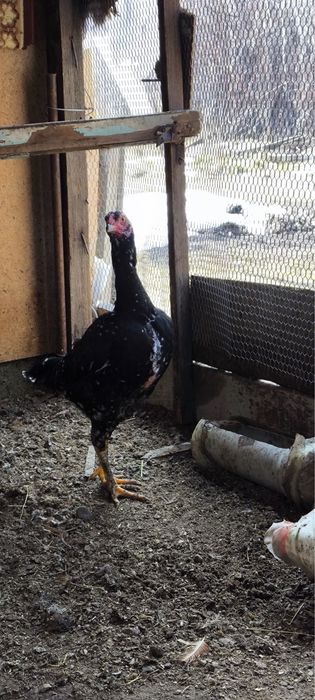 Пррдам бойцовую курицу