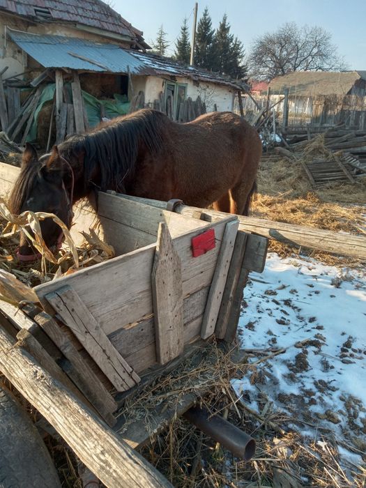 Iapă blândă și cuminte