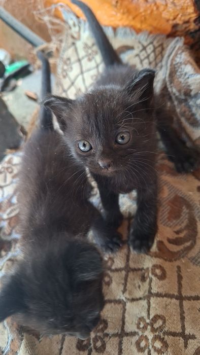 Счастье, которое точно не даст заскучать