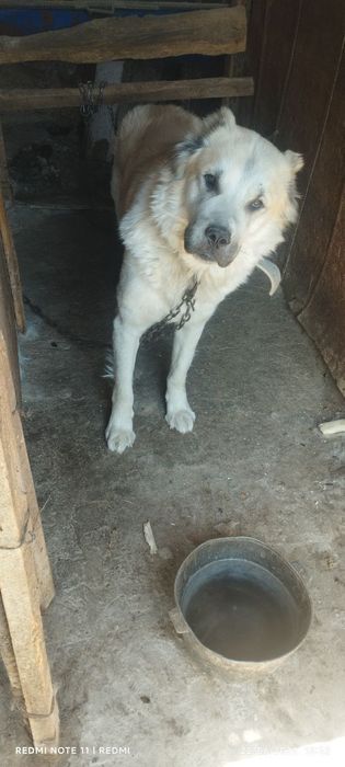 It sotiladi  500 min yana kelishamiz