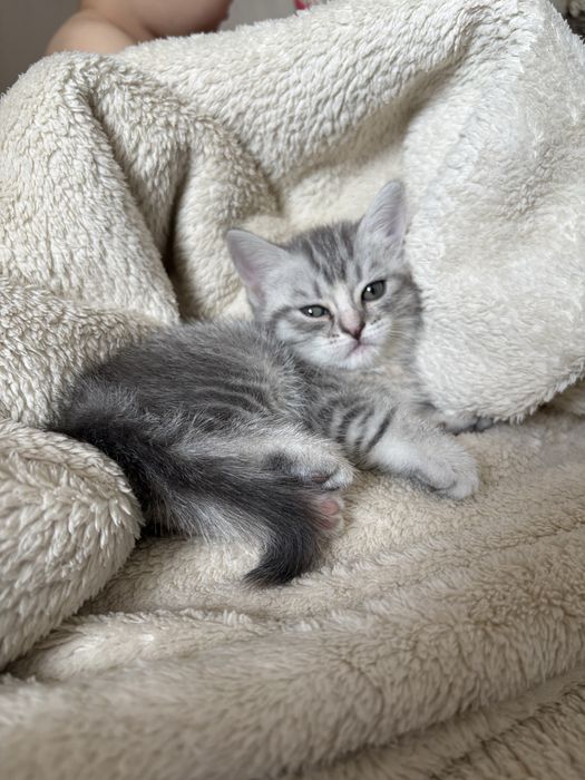 Шотландские котята