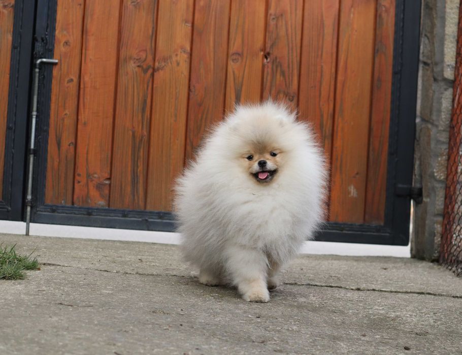 Страхотно момченце померан с родословие FCI