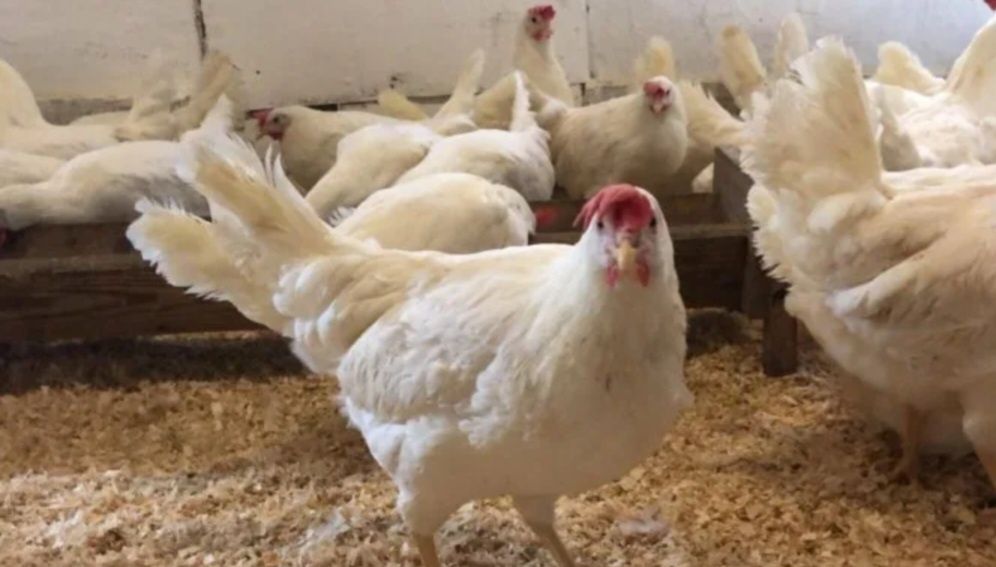 Несушки Доставка