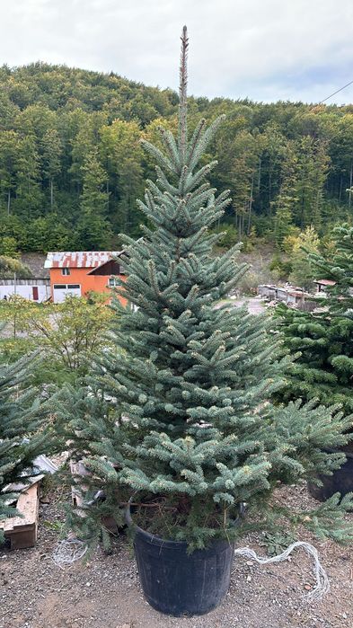 Brazi arginti și verzi