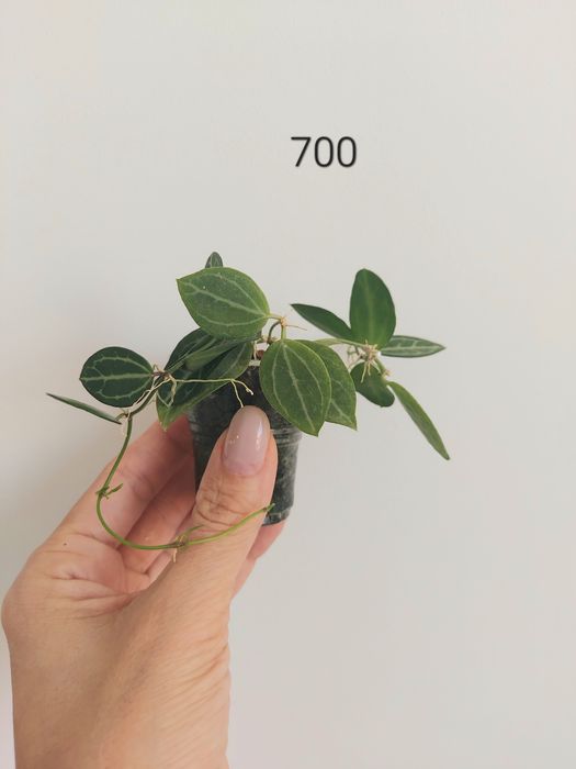 Продам разные  хотите и сциндапсусы