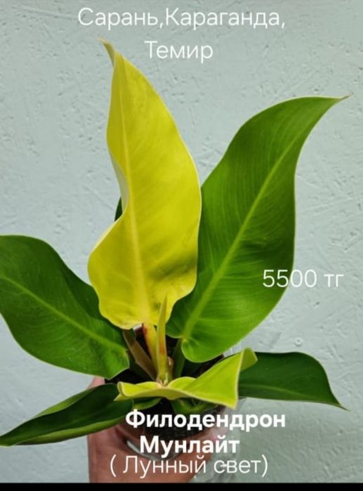 Филодендрон Селоу,Биркин,и т.д
