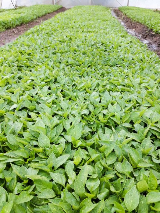 Продавам разсад за Пипер,Домати,Краставици и др.