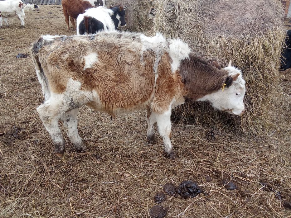 Быки бұқа крс бычки