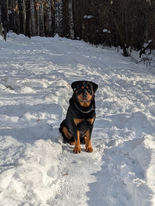 Молодой Ротвейлер  Плутон ищет девочку