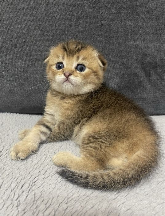 Котята шиншиллы фолды