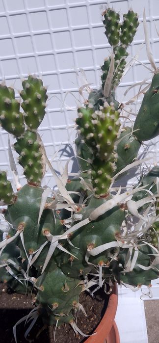 Продавам  кактус