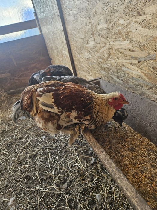 Cocosi de vanzare moțați si încălțați