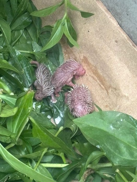 Еж ежики детки готовы к переезду