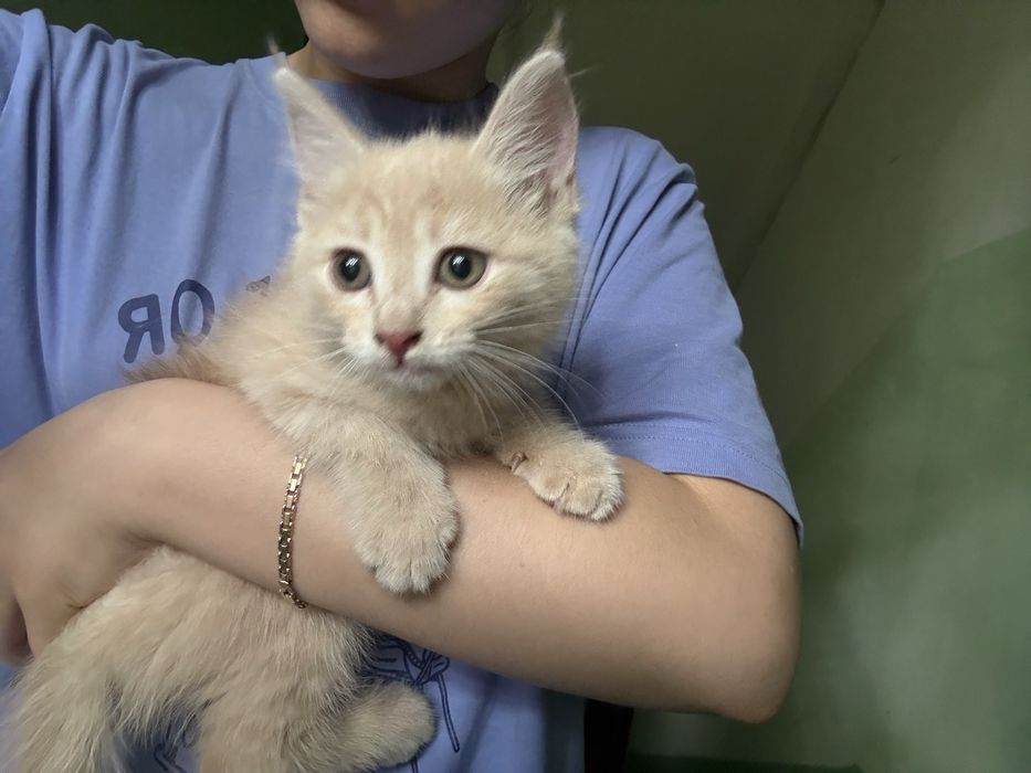 Котенок смешанного мейн куна