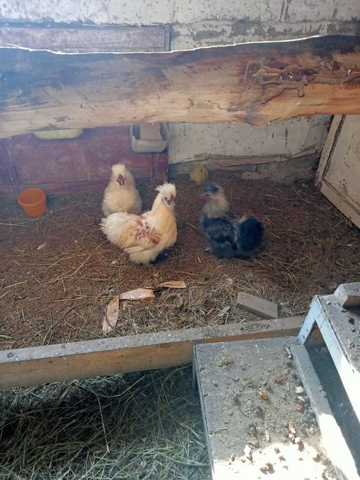 Петухи китайские