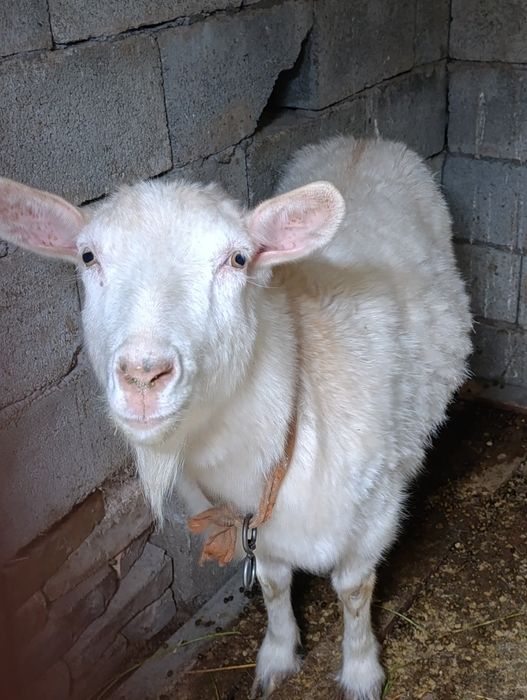 Козье   Заненская