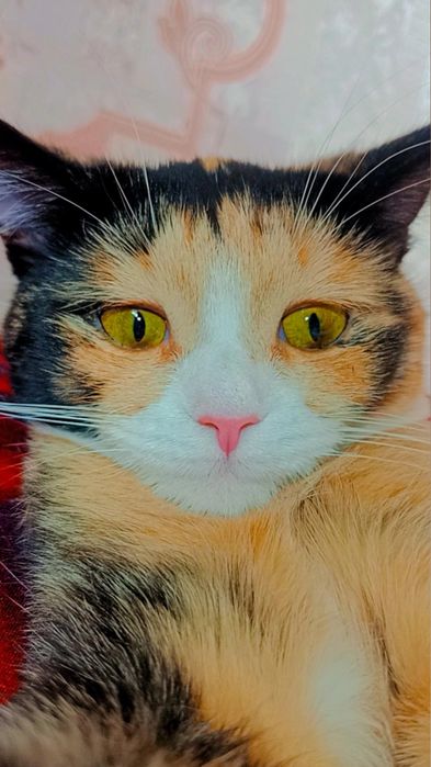 Хэппи ищет дом. Ответственные руки.