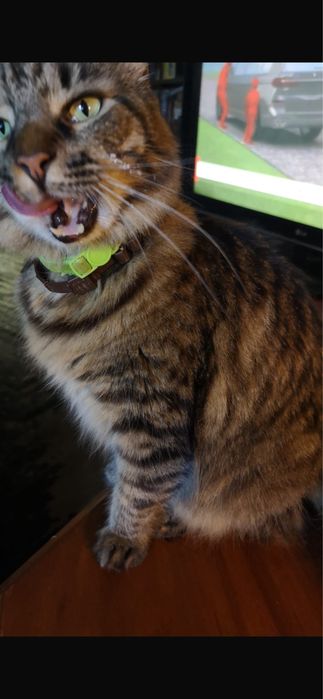 Adoptie 2 fratiori pufosi pisica
