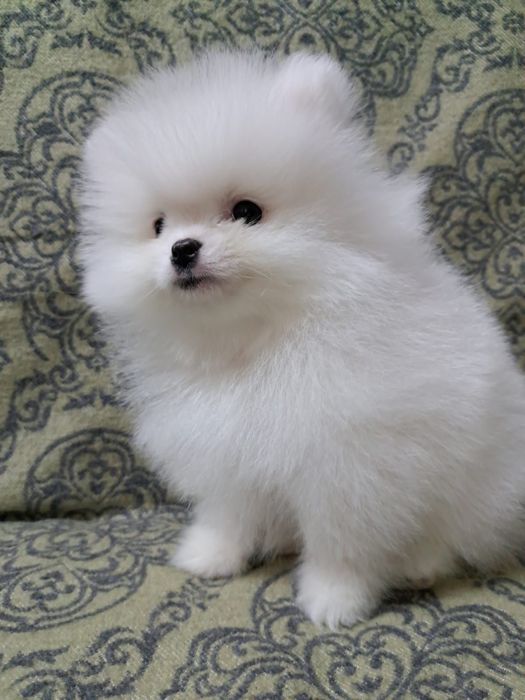 Классные малыши шпица