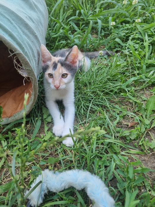 Adopție 2  pui de pisicuta