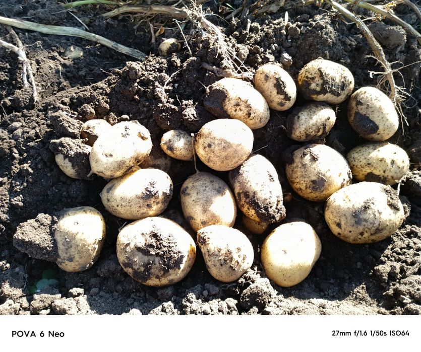 Продам картофель.Доставка