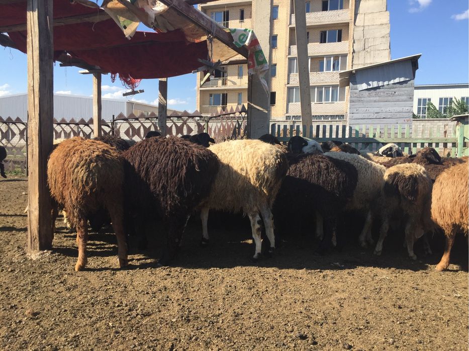 Бараны и токты жирные 6500