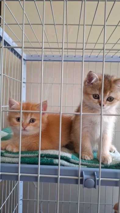 Британские и шотландские золотые шиншилы котята.