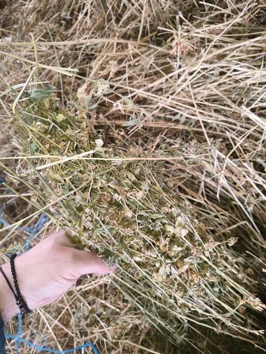 De vânzare baloți lucerna și paie