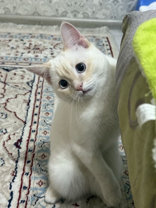 Вязка кот белый скоттиш страйт