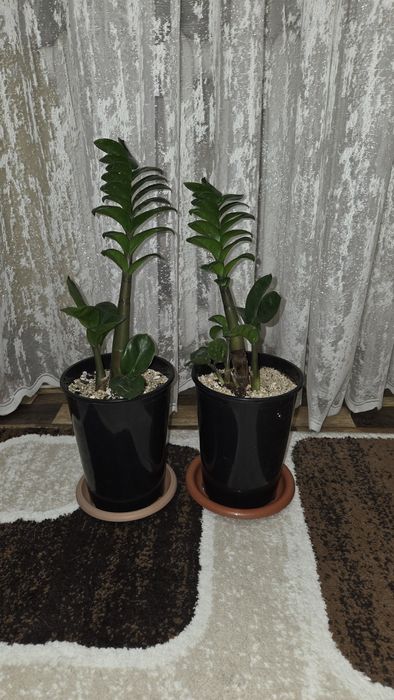 Замиокулькас Зензи