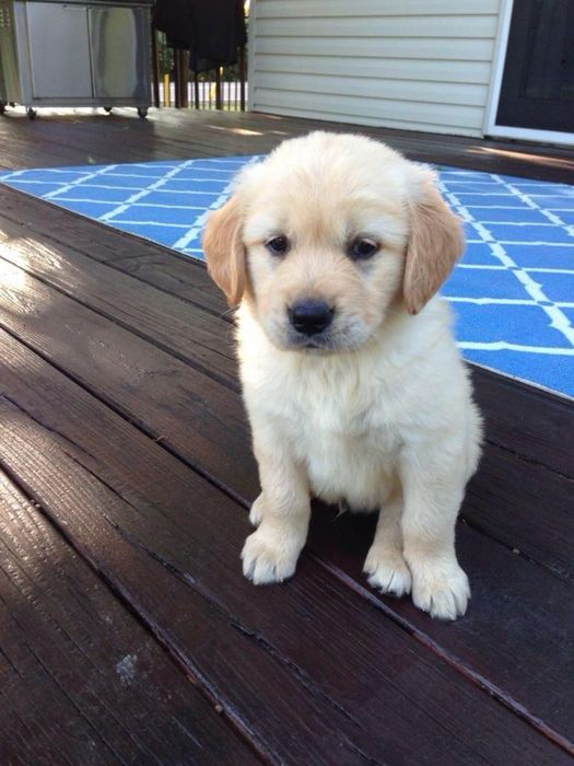 Labrador Retriver