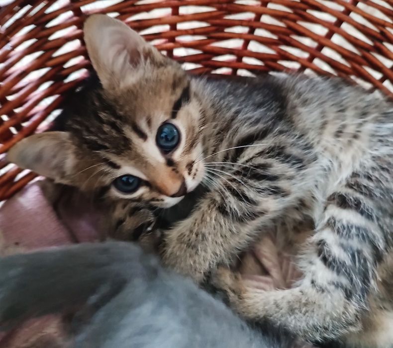 Котята окраса Табби