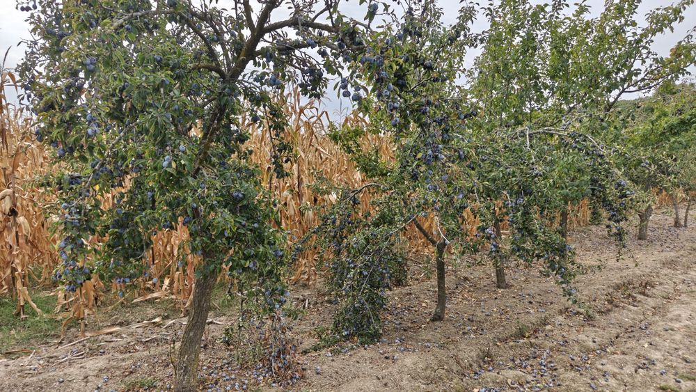Prune , Vedea- Argeș