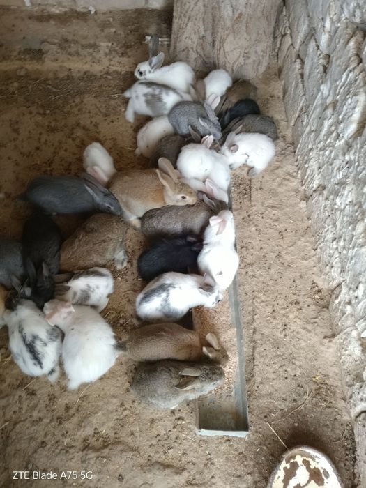 Quyonlar optim narxda