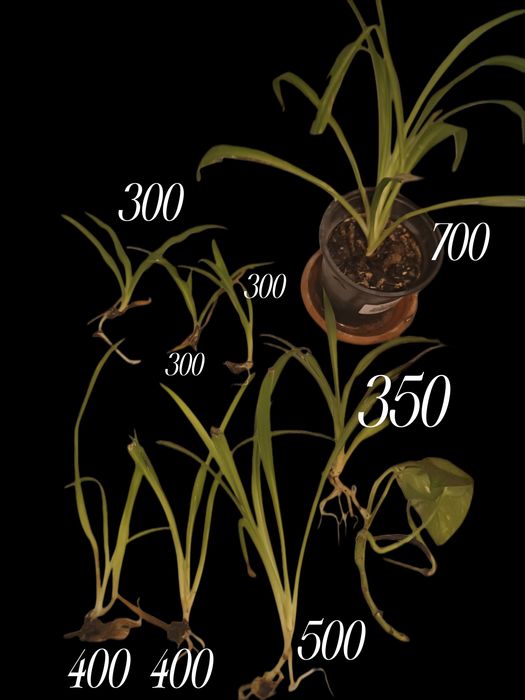 Хлорофитум детки