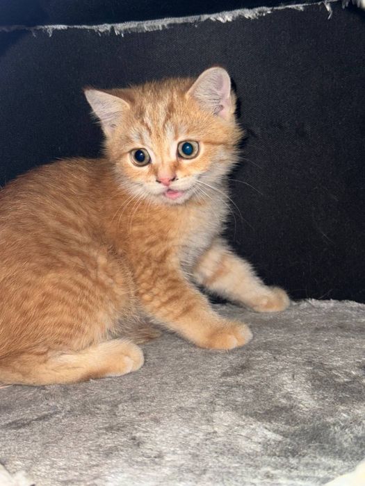 Mushukchalar sotiladi