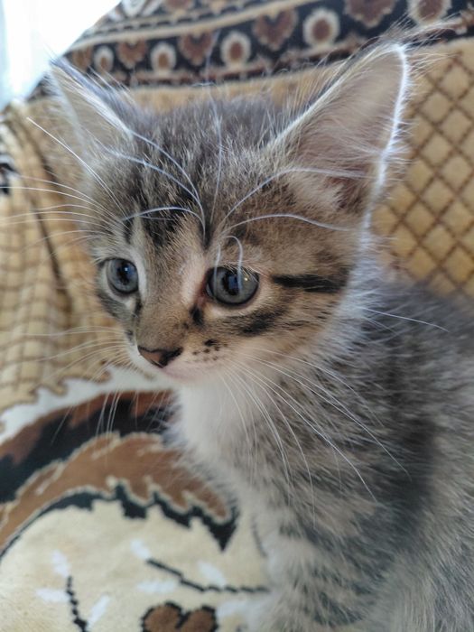 Отдам в добрые руки котят