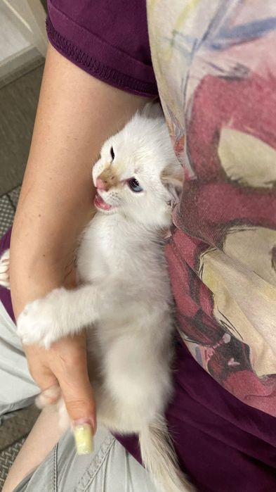 Маленький мальчишка