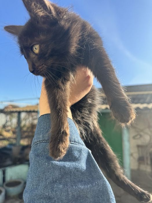 Отдам в добрые руки кошек
