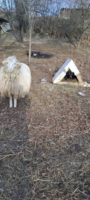 Berbec balt la vanzare