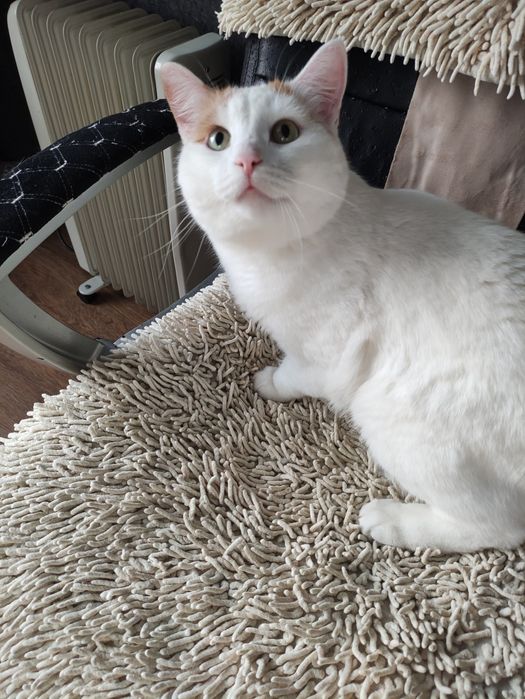 Отдадим добрым людям