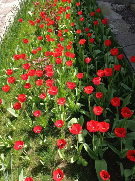 Тюльпаны-это весна в каждом лепестке