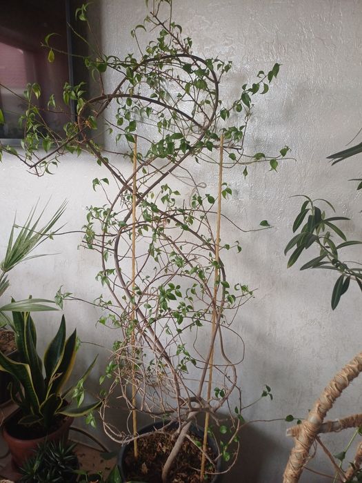 Бугенвилия цветок