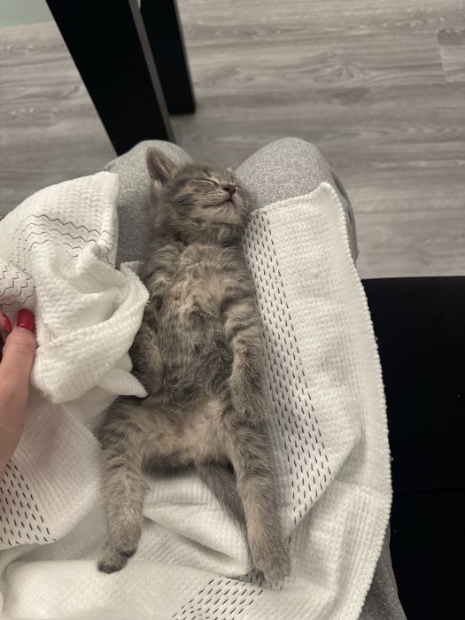 Кошка британская