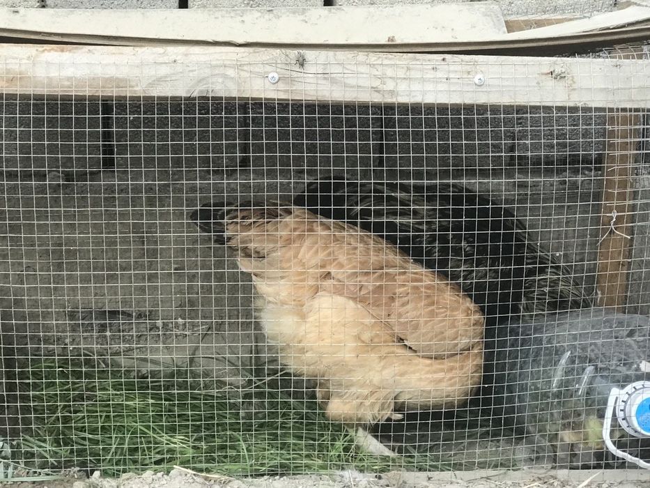 Срочно! Tovuq+xoroz tuhumda soglom garantiya