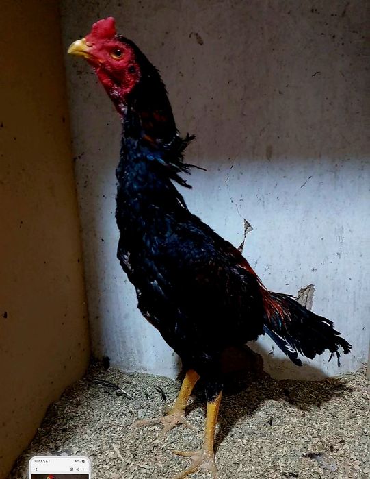 Дакан бойцовский петух