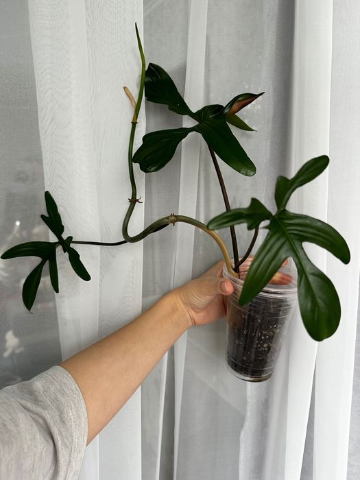 Продам  и филодендрон