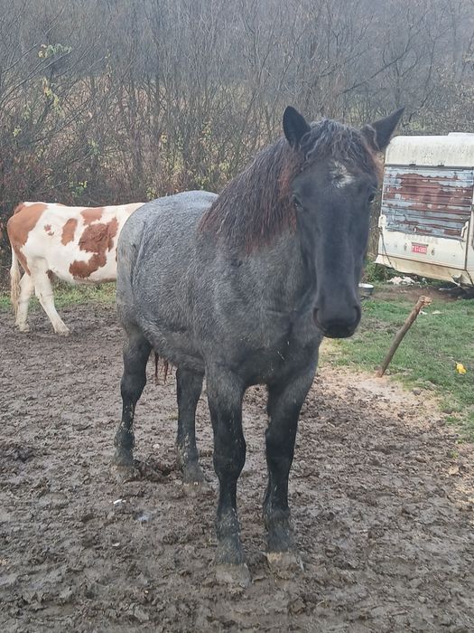 Vând sau schimb mânză